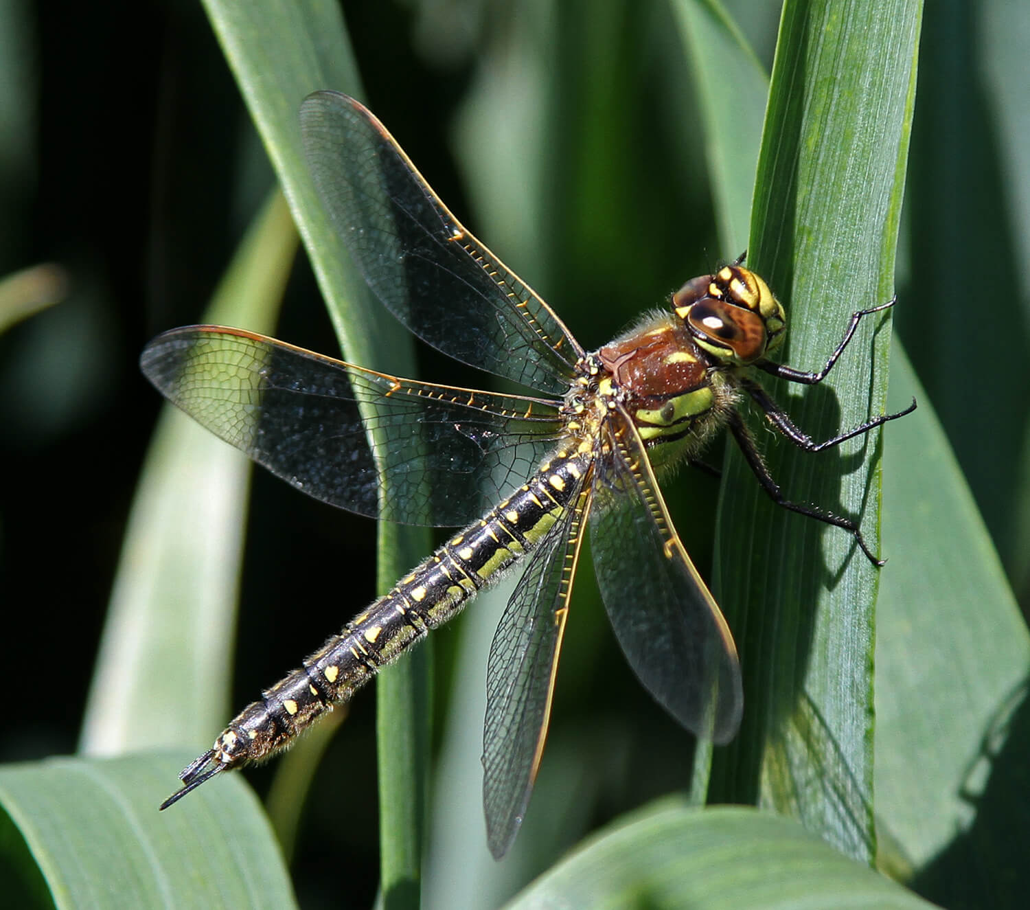 Female Brachytron pratense by David Kitching